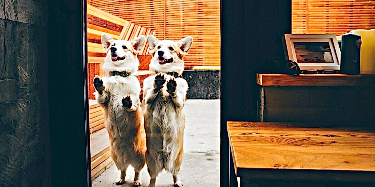 Two dogs trying to get in a glass door