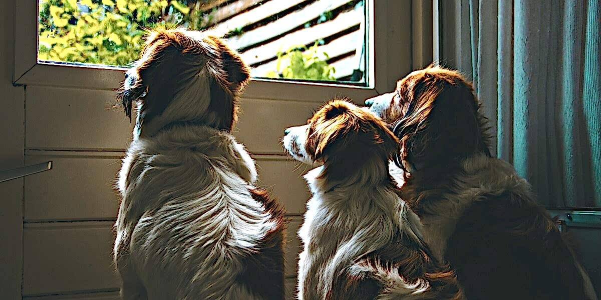 3 dogs looking at a door